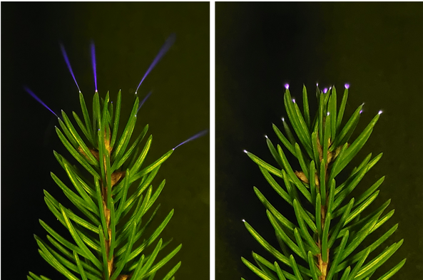 Corona on needle tips